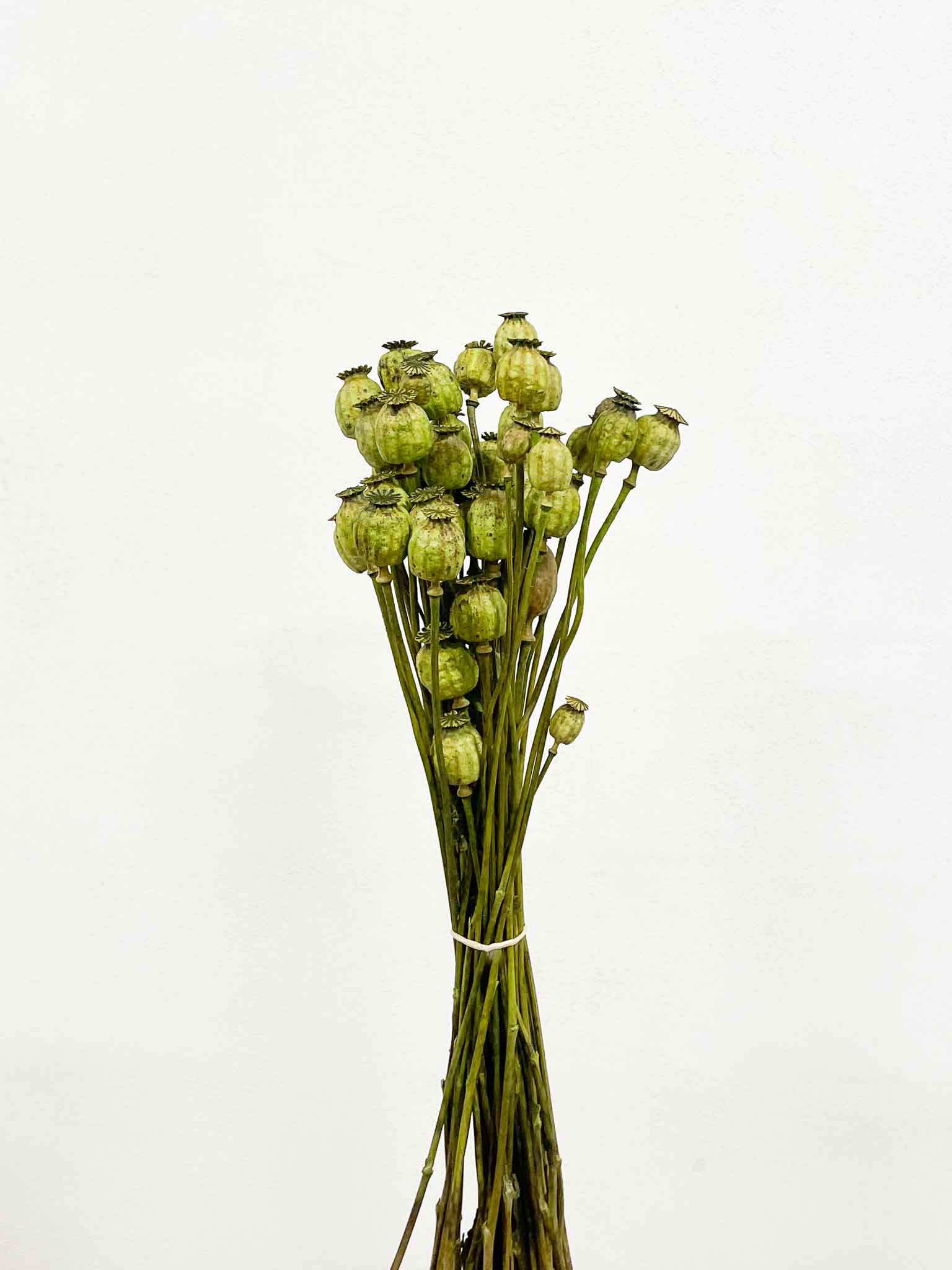 RAVY » Mazzo di porta semi del Papavero verde - Bloomoon