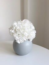 REGINA » Ortensia stabilizzata premium bianca - Bloomoon