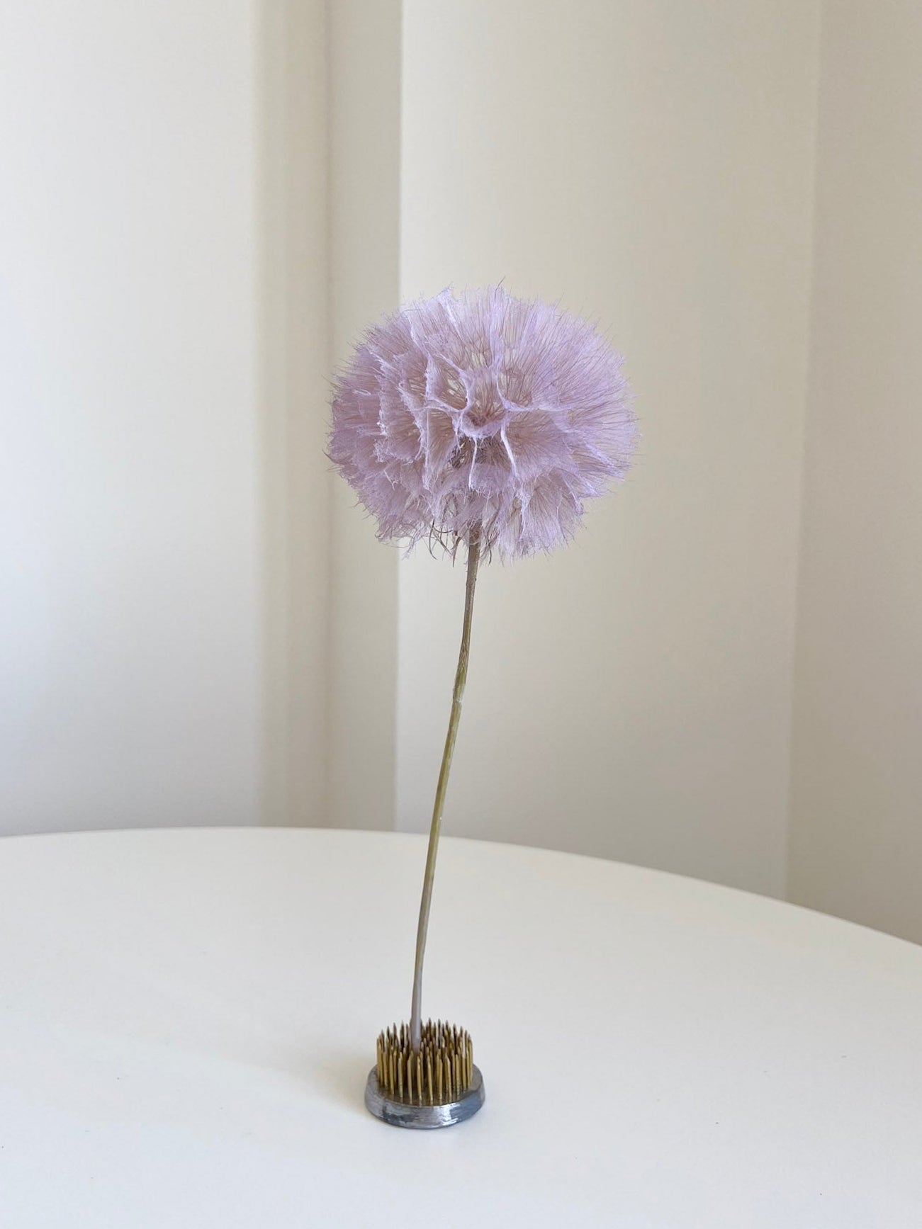 REMIRA » stelo del Frutto del fiore del Tragopogon o "soffione" milka - Bloomoon