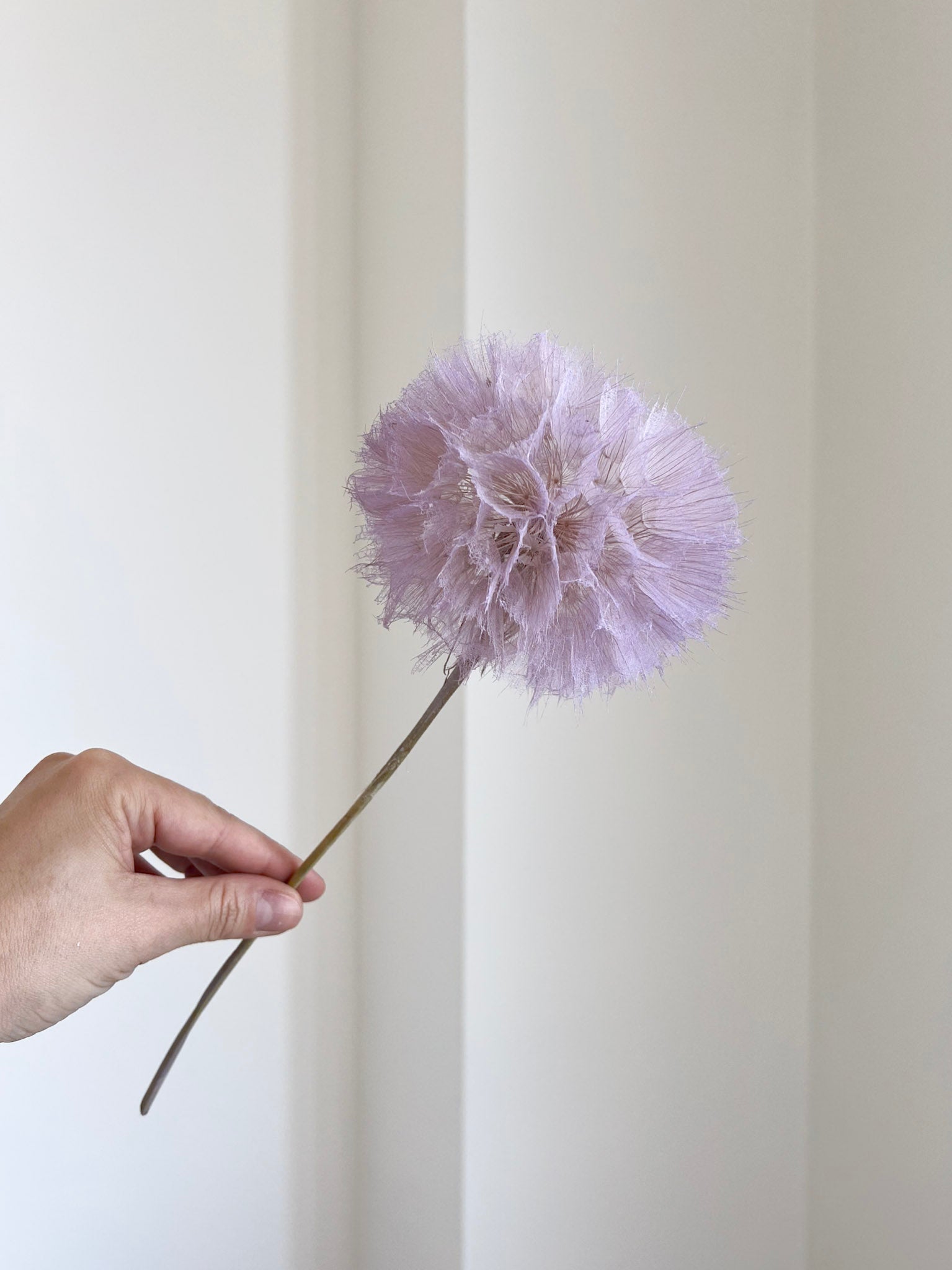 REMIRA » stelo del Frutto del fiore del Tragopogon o "soffione" milka - Bloomoon