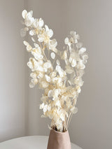 REMO » Mazzo di Lunaria o monete del papa avorio H100cm - Bloomoon
