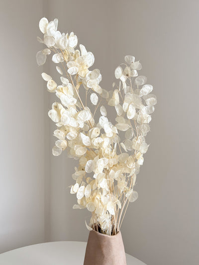 REMO » Mazzo di Lunaria o monete del papa avorio H100cm - Bloomoon