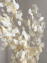 REMO » Mazzo di Lunaria o monete del papa avorio H100cm - Bloomoon