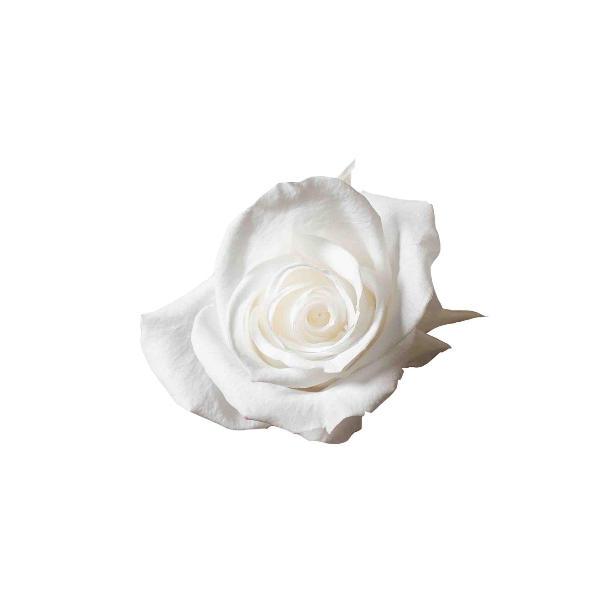 RICKY » Box da 12 mini fiori di Rosa bianco diametro 3cm - Bloomoon