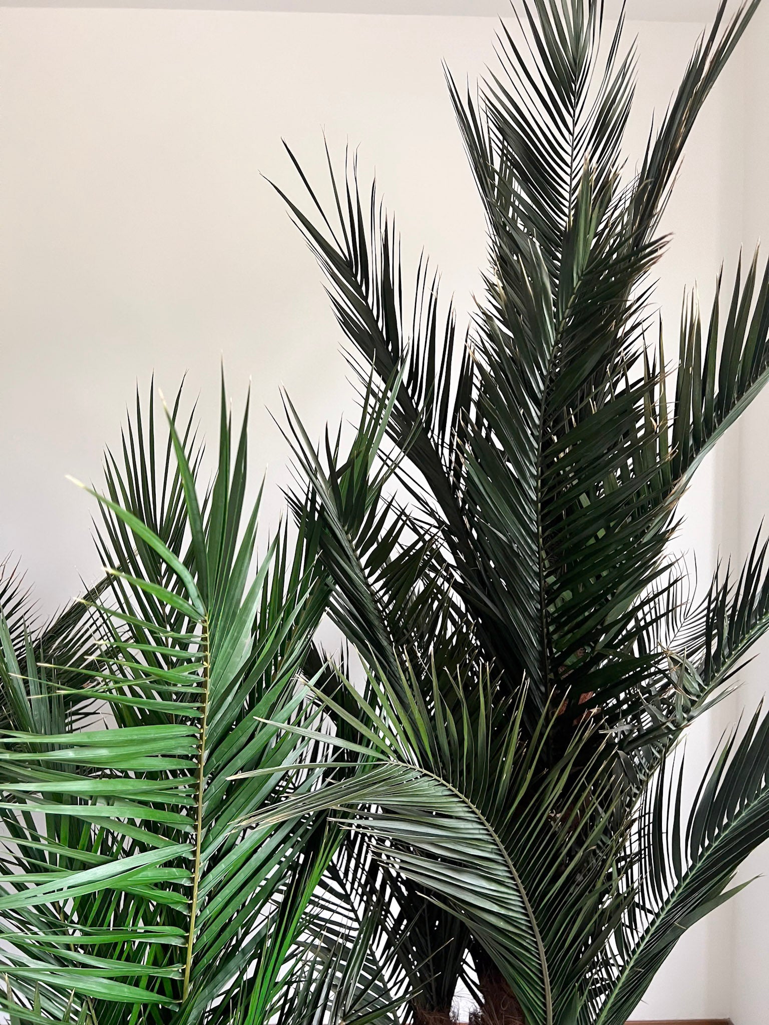 ROBIN » pianta stabilizzata phoenix verde 220cm - Bloomoon