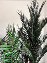 ROBIN » pianta stabilizzata phoenix verde 220cm - Bloomoon