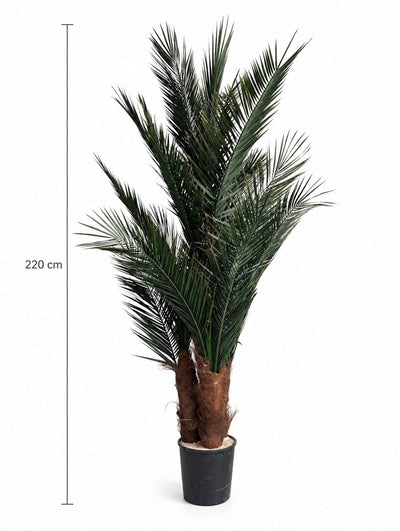 ROBIN » pianta stabilizzata phoenix verde 220cm - Bloomoon