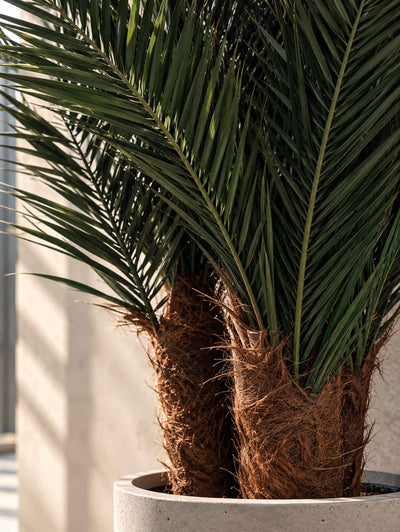 ROBIN » pianta stabilizzata phoenix verde 220cm - Bloomoon