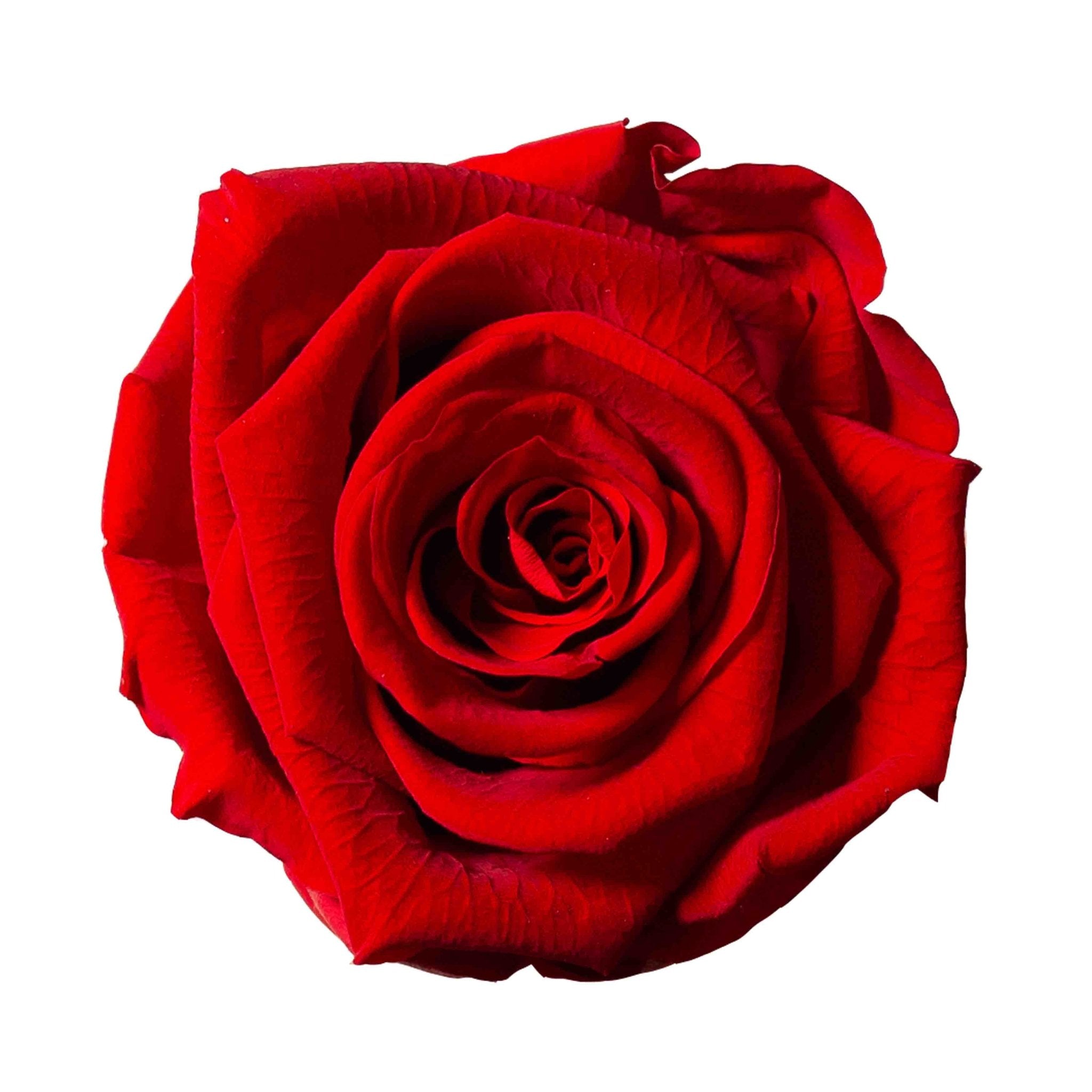 ROMEO » Box da 6 fiori di Rosa rossa diametro 6,5cm standard - Bloomoon
