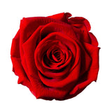 ROMEO » Box da 6 fiori di Rosa rossa diametro 6,5cm standard - Bloomoon