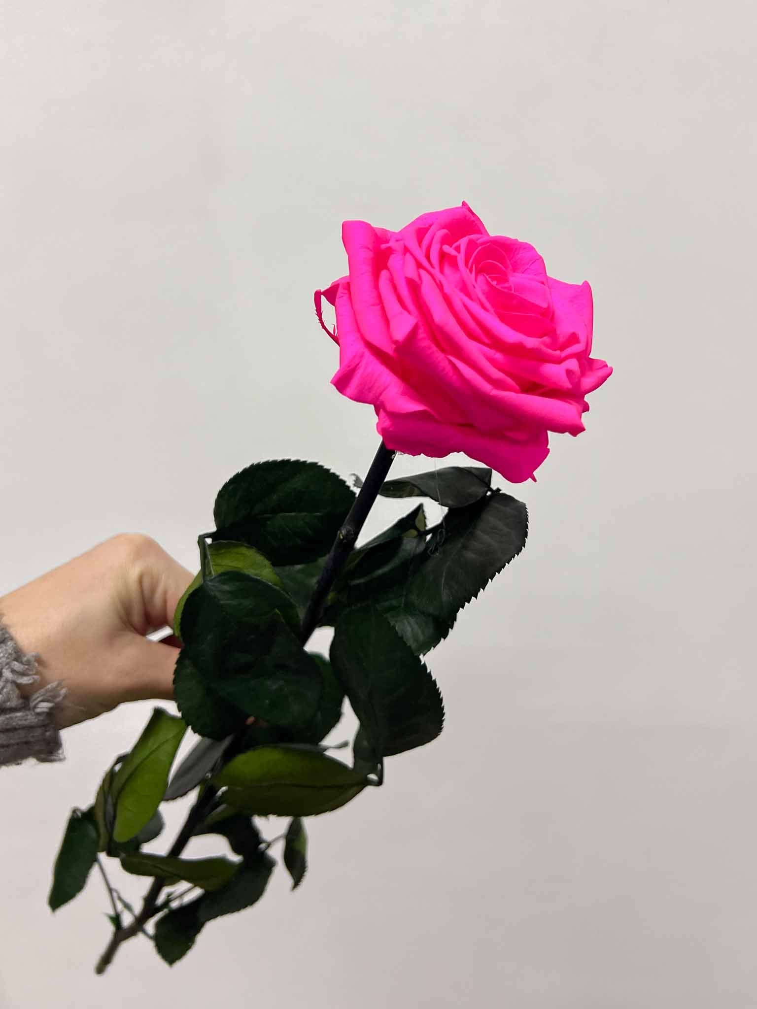 ROSALBA » Stelo di Rosa fucsia 50cm premium - Bloomoon