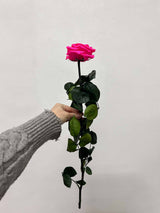 ROSALBA » Stelo di Rosa fucsia 50cm premium - Bloomoon