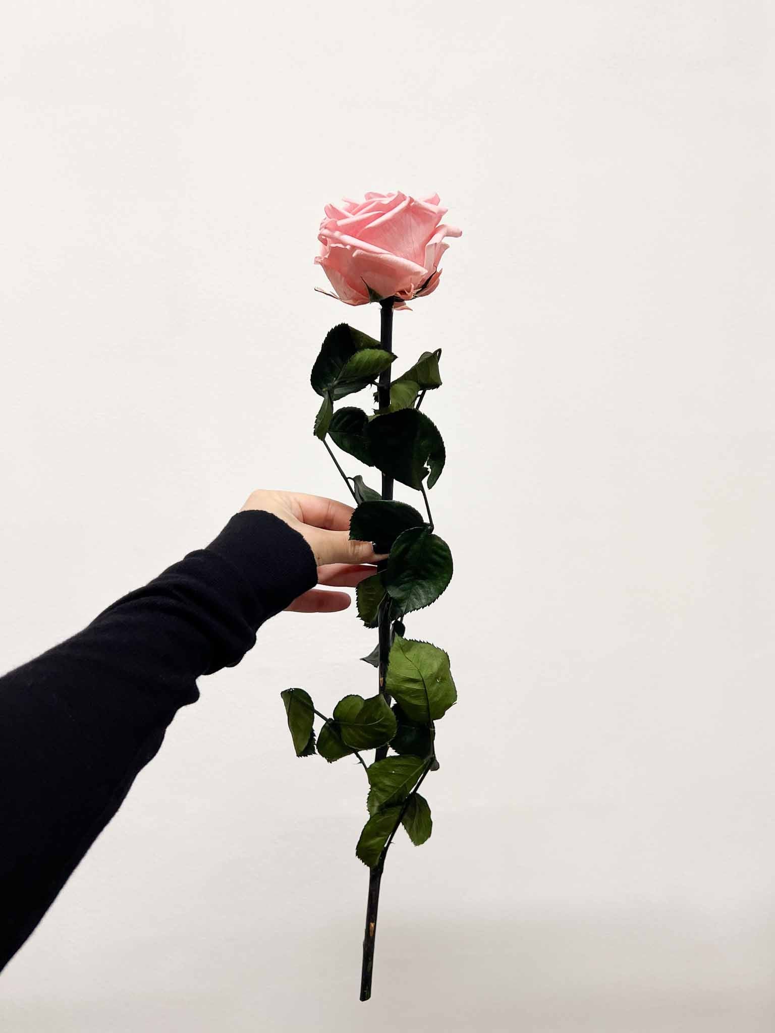 ROSALBA » Stelo di Rosa pastello 50cm premium - Bloomoon