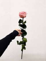 ROSALBA » Stelo di Rosa pastello 50cm premium - Bloomoon