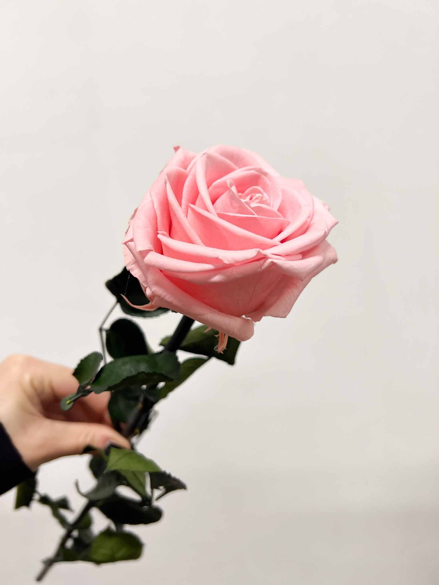 ROSALBA » Stelo di Rosa pastello 50cm premium - Bloomoon