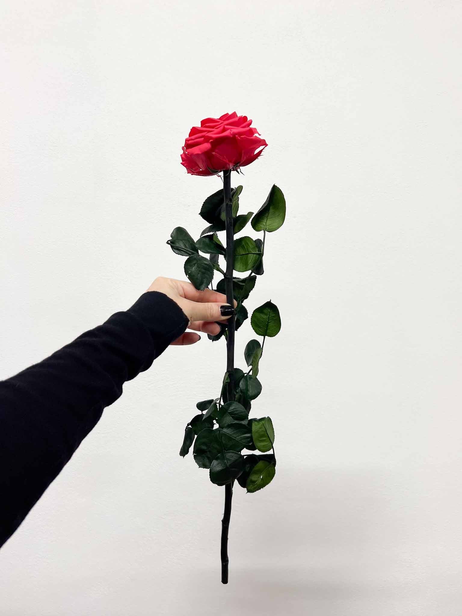 ROSALBA » Stelo di Rosa scuro 50cm premium - Bloomoon