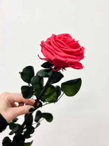 ROSALBA » Stelo di Rosa scuro 50cm premium - Bloomoon