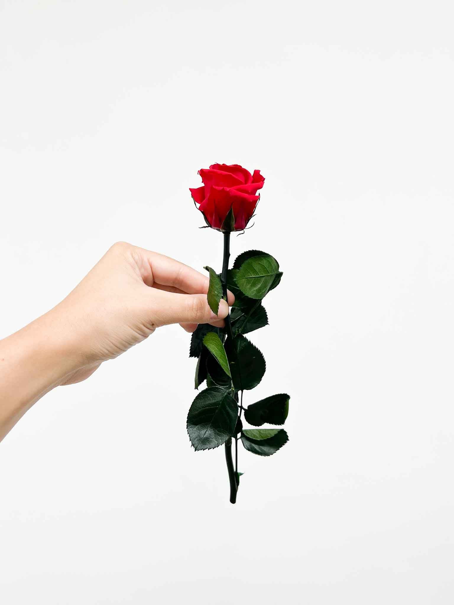 ROSITA » Stelo di Rosa rosso 25cm - Bloomoon