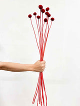 RUDOLPH » Mazzo di Craspedia rosso 10 steli - Bloomoon