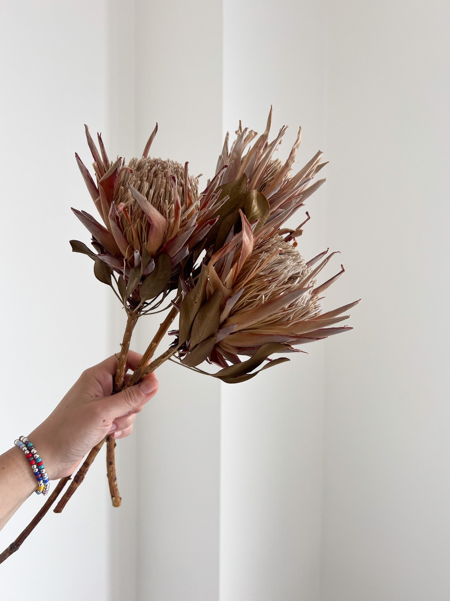 SALLY » mazzo da 3 protee King rosa naturali - Bloomoon