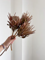 SALLY » mazzo da 3 protee King rosa naturali - Bloomoon