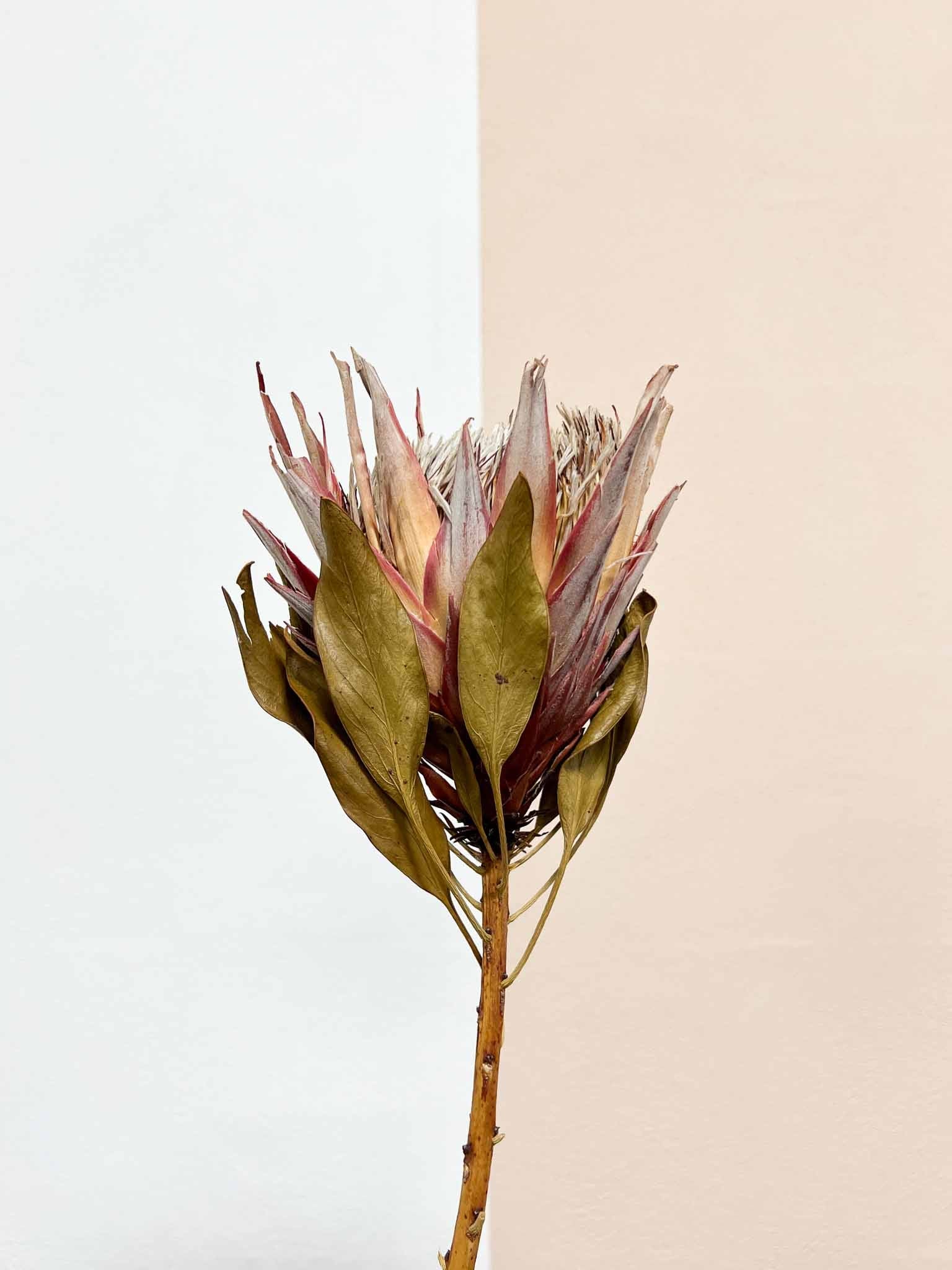 SALLY » mazzo da 3 protee King rosa naturali - Bloomoon