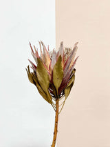 SALLY » mazzo da 3 protee King rosa naturali - Bloomoon