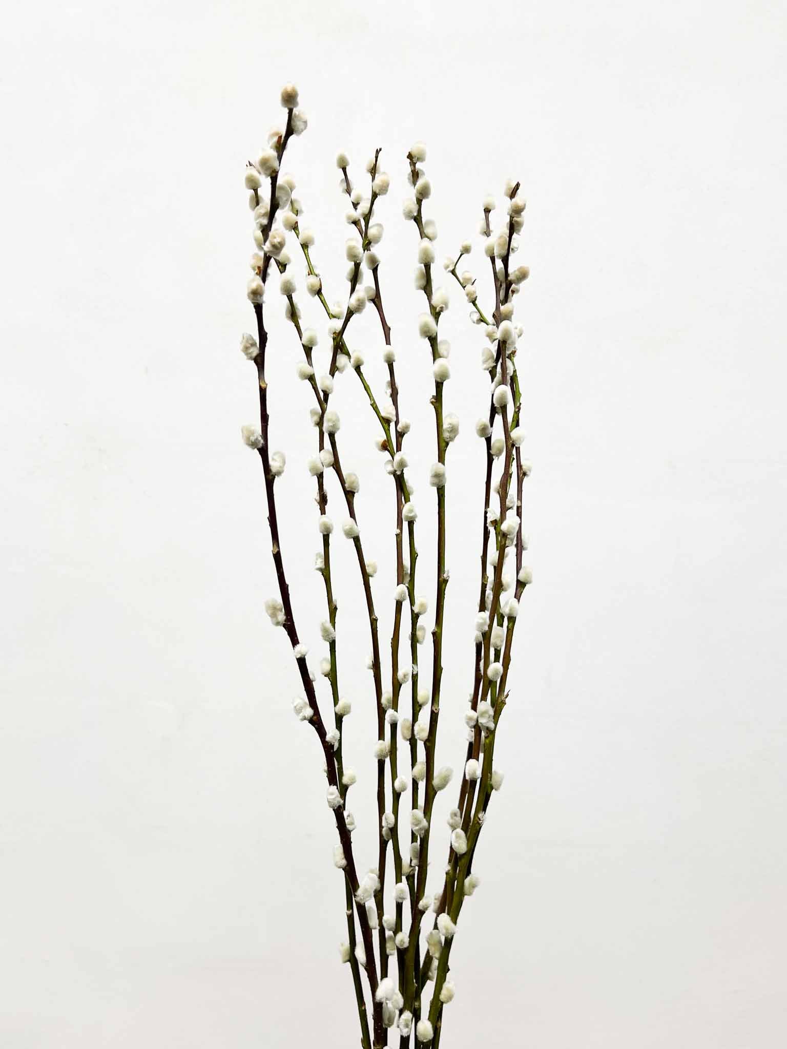 SALVO » Mazzo di Salice essiccato naturale - Bloomoon