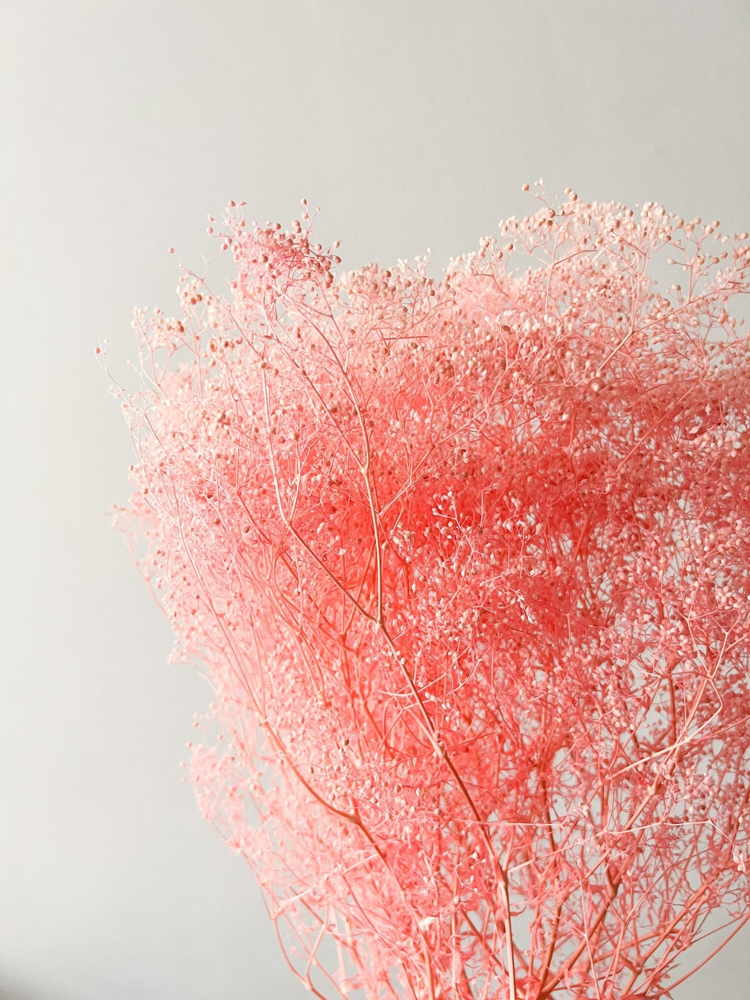 SAMANTHA » Mazzo di Gypsophila stabilizzata mini rosa - Bloomoon