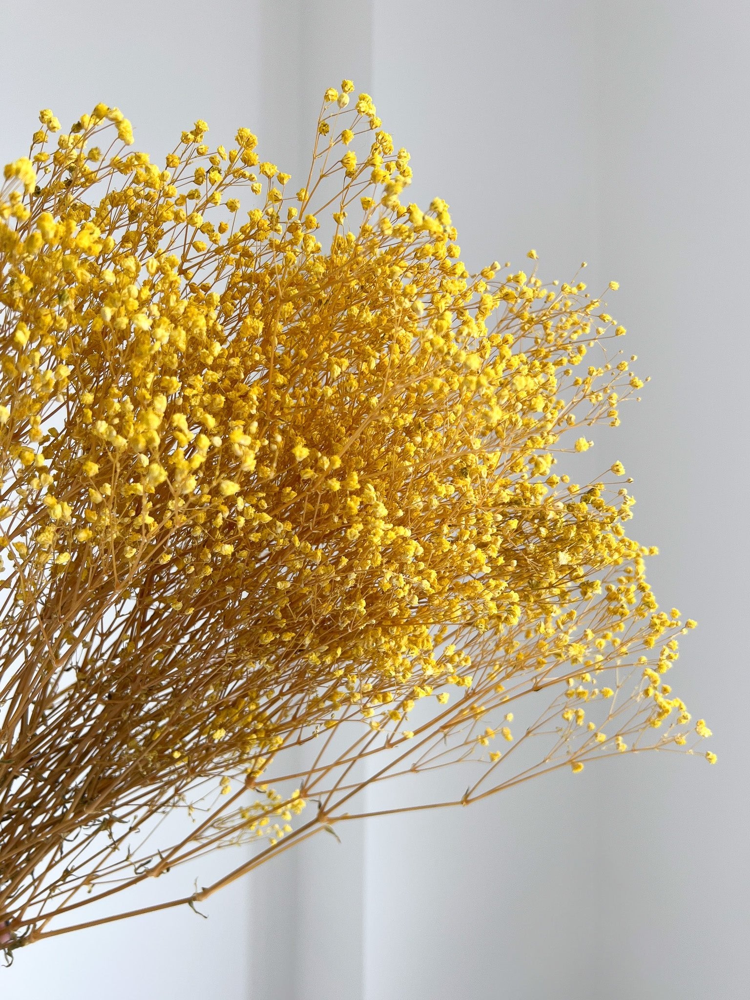 SAMUELA » Mazzo di Gypsophila o nebbiolina stabilizzata gialla - Bloomoon