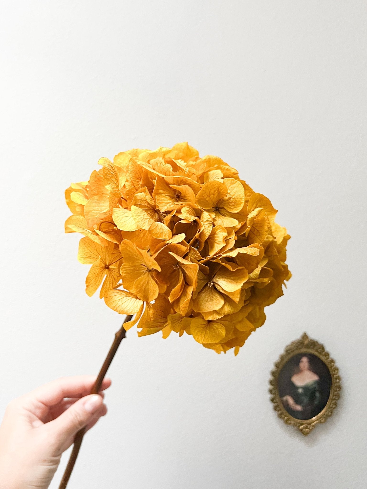 SANDRO » Ortensia stabilizzata extra giallo senape - Bloomoon
