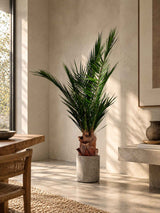SANTIAGO » pianta stabilizzata phoenix verde 150cm - Bloomoon