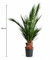 SANTIAGO » pianta stabilizzata phoenix verde 150cm - Bloomoon