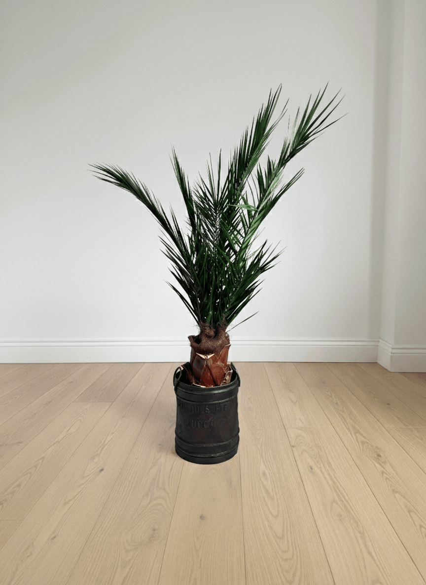 SANTIAGO » pianta stabilizzata phoenix verde 150cm - Bloomoon