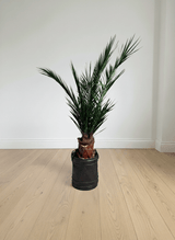 SANTIAGO » pianta stabilizzata phoenix verde 150cm - Bloomoon