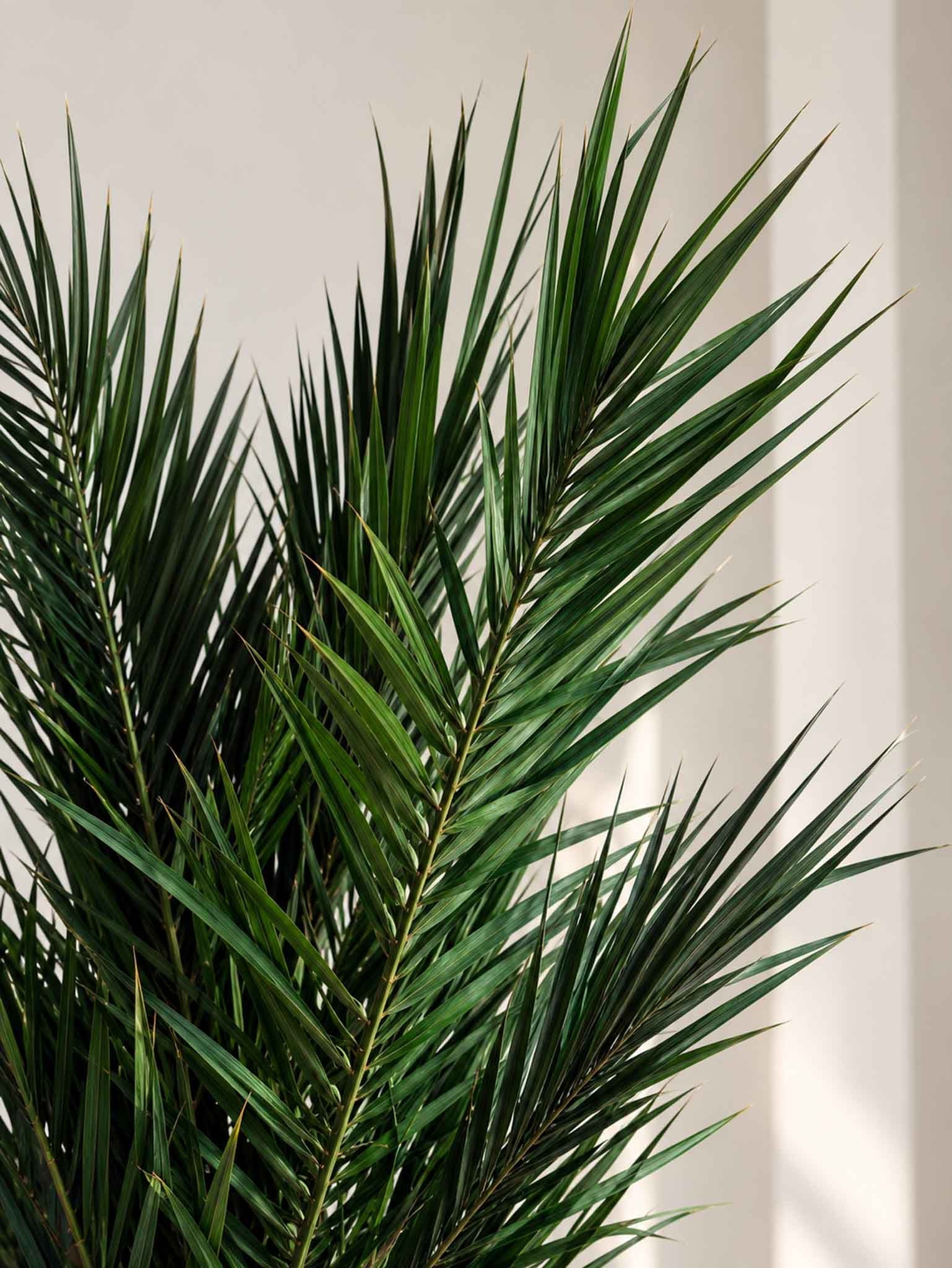 SANTIAGO » pianta stabilizzata phoenix verde 150cm - Bloomoon