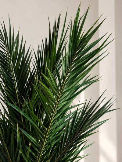 SANTIAGO » pianta stabilizzata phoenix verde 150cm - Bloomoon