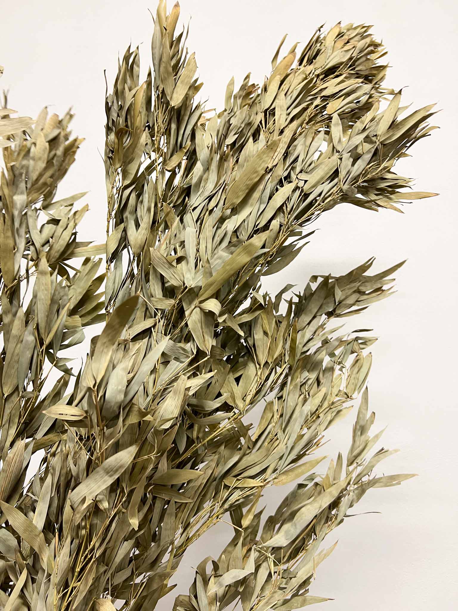 SAVERIO » Ramo di Bamboo - Bloomoon