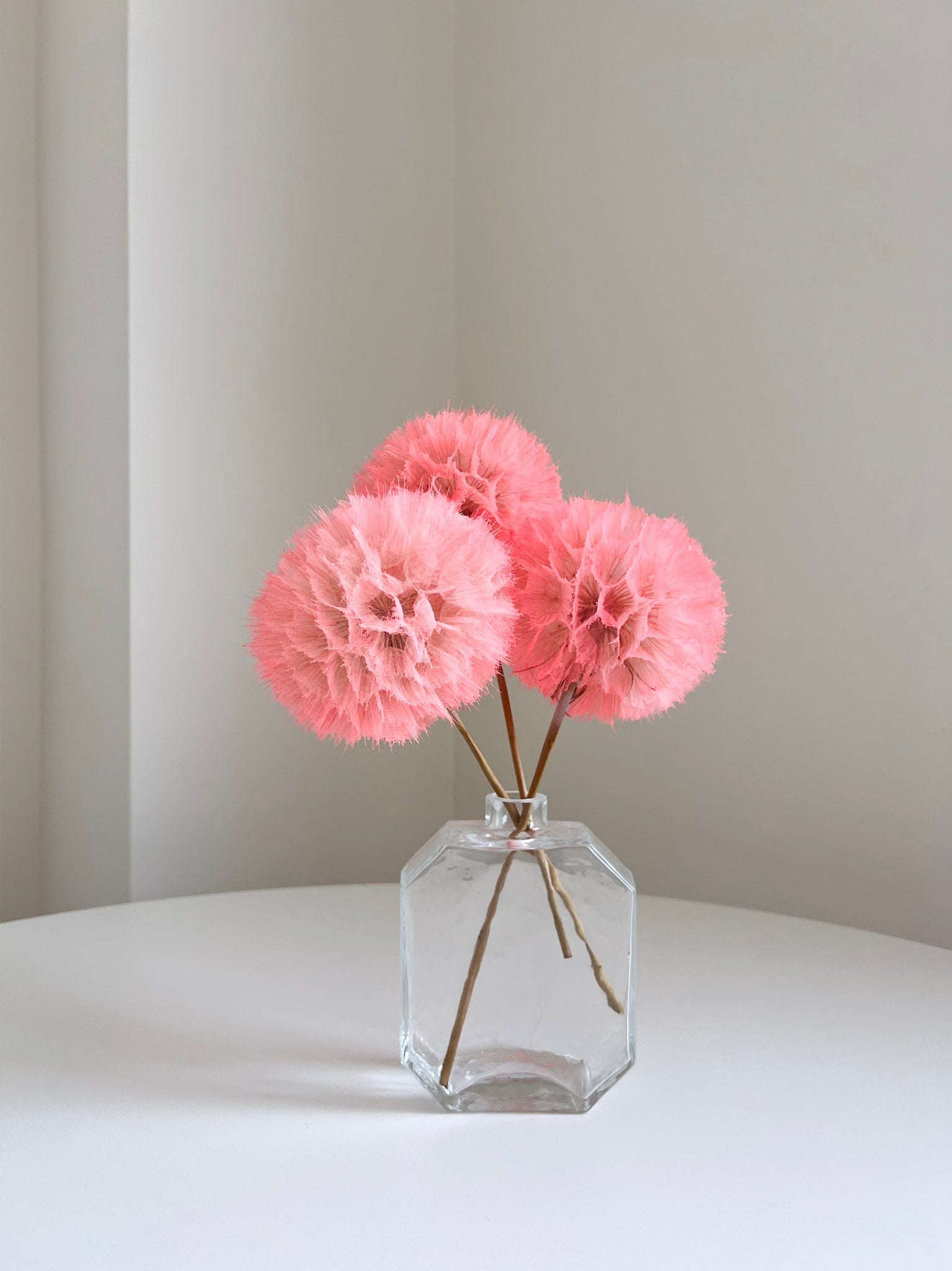 SEFORA » stelo del Frutto del fiore del Tragopogon o "soffione" rosa - Bloomoon