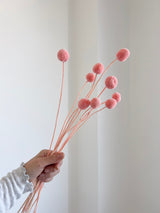 SELMA » Mazzo di Craspedia rosa 10 steli - Bloomoon