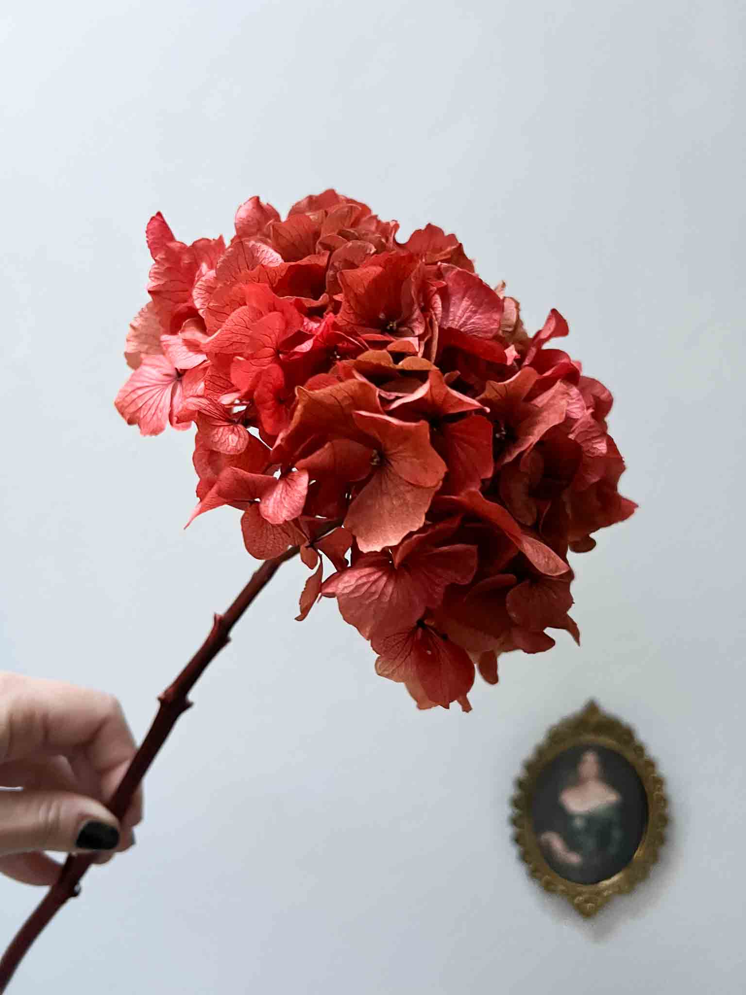 SERENA » Ortensia stabilizzata extra rosa corallo - Bloomoon