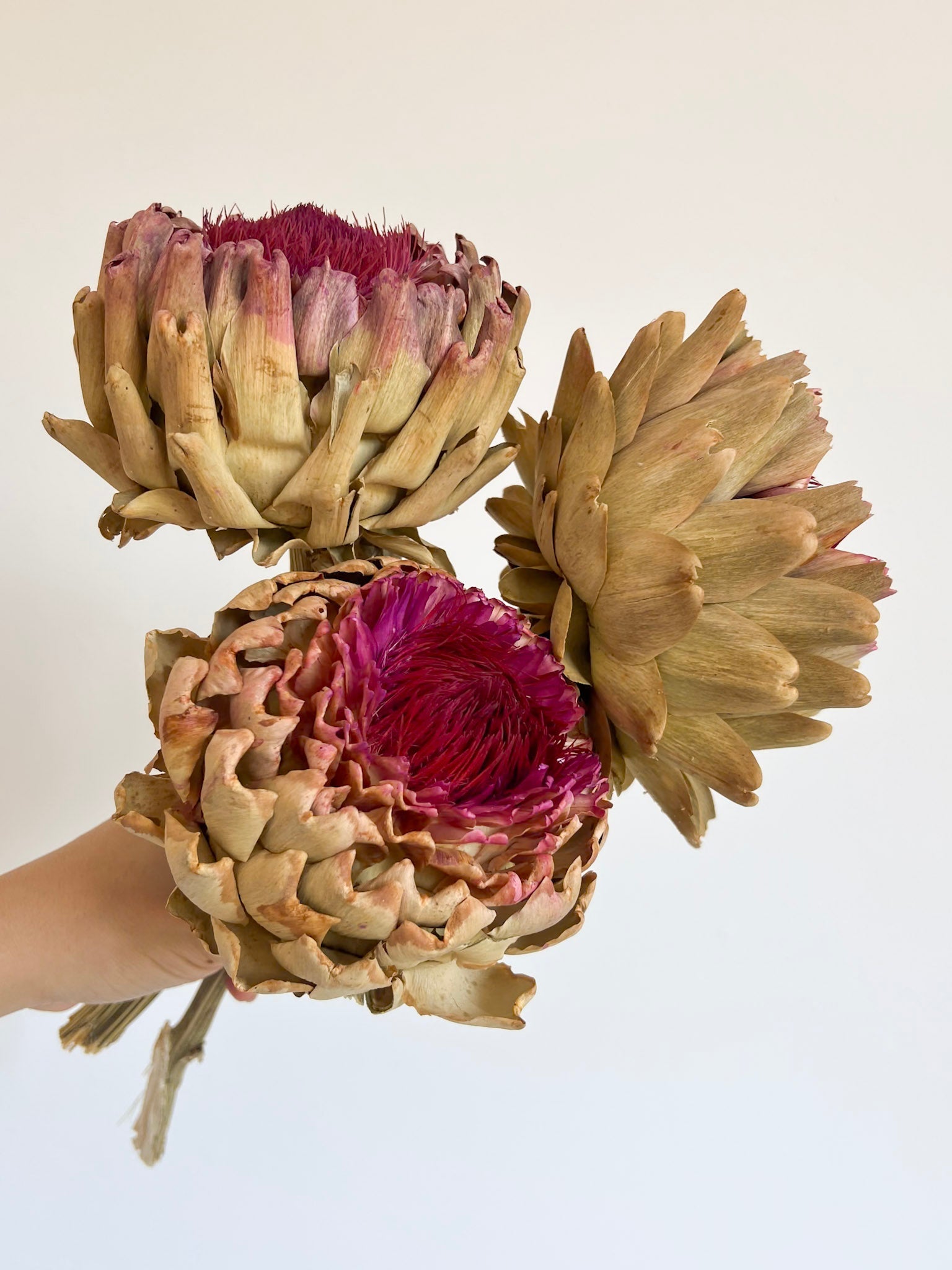 SIGLINDE » 3 Carciofi grandi essiccati naturali - Bloomoon