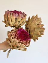 SIGLINDE » 3 Carciofi grandi essiccati naturali - Bloomoon
