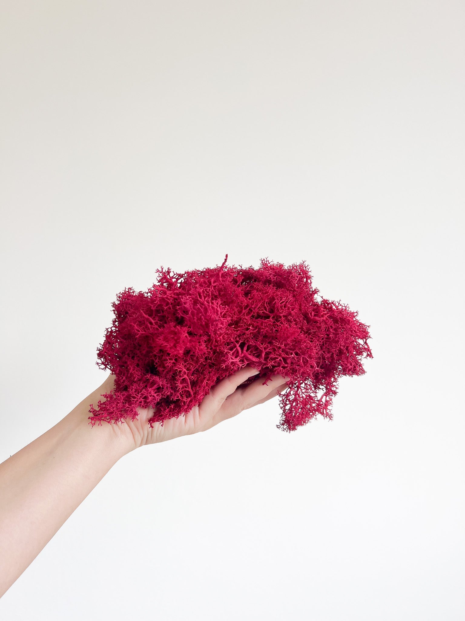 SOREN » Muschio nordico stabilizzato magenta 500gr - Bloomoon