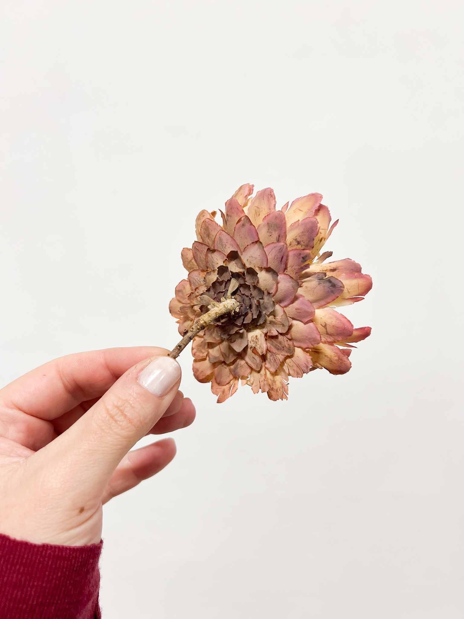 SUSANNA » 7 fiori di Sulphurea naturali - Bloomoon