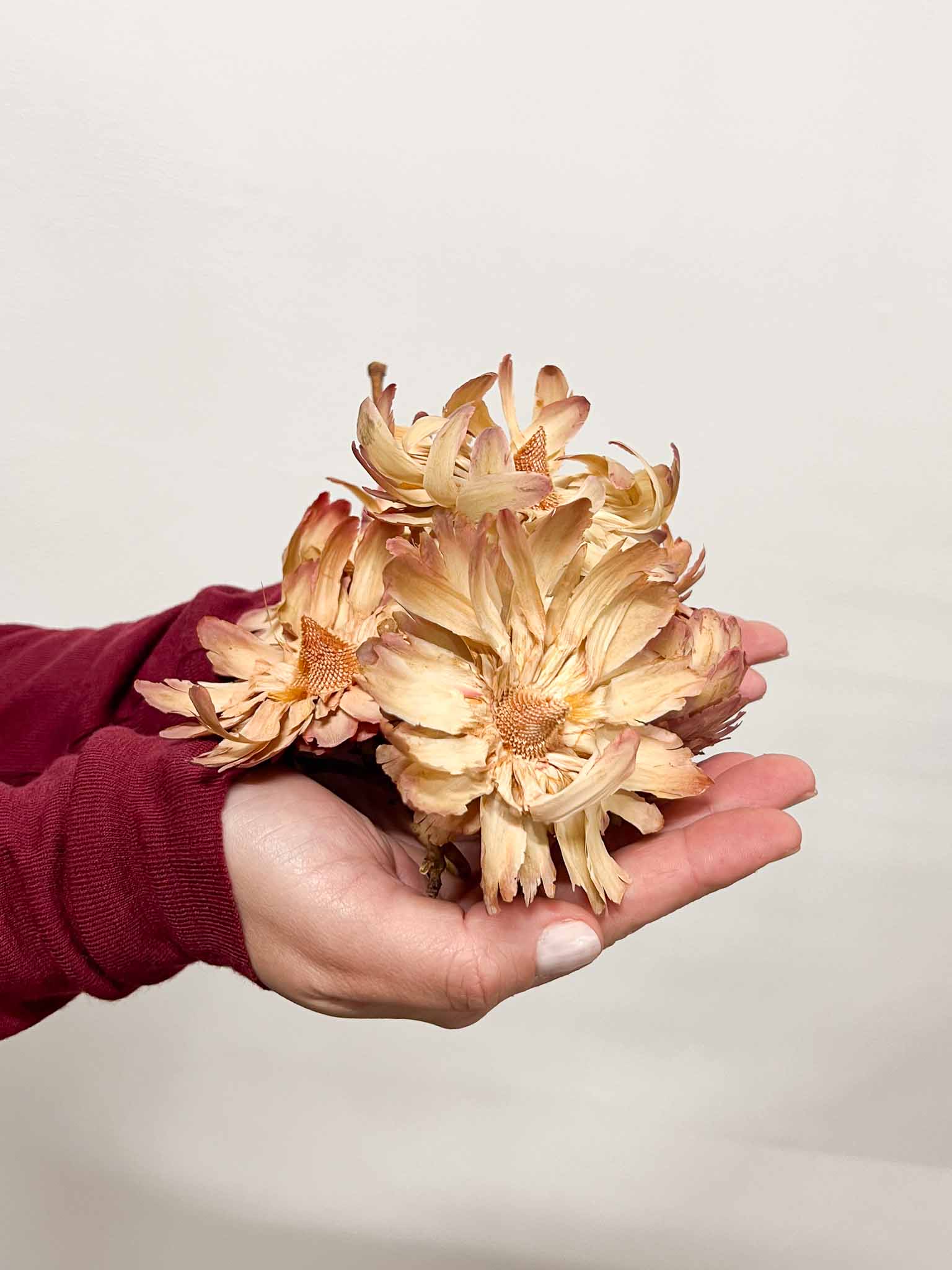 SUSANNA » 7 fiori di Sulphurea naturali - Bloomoon