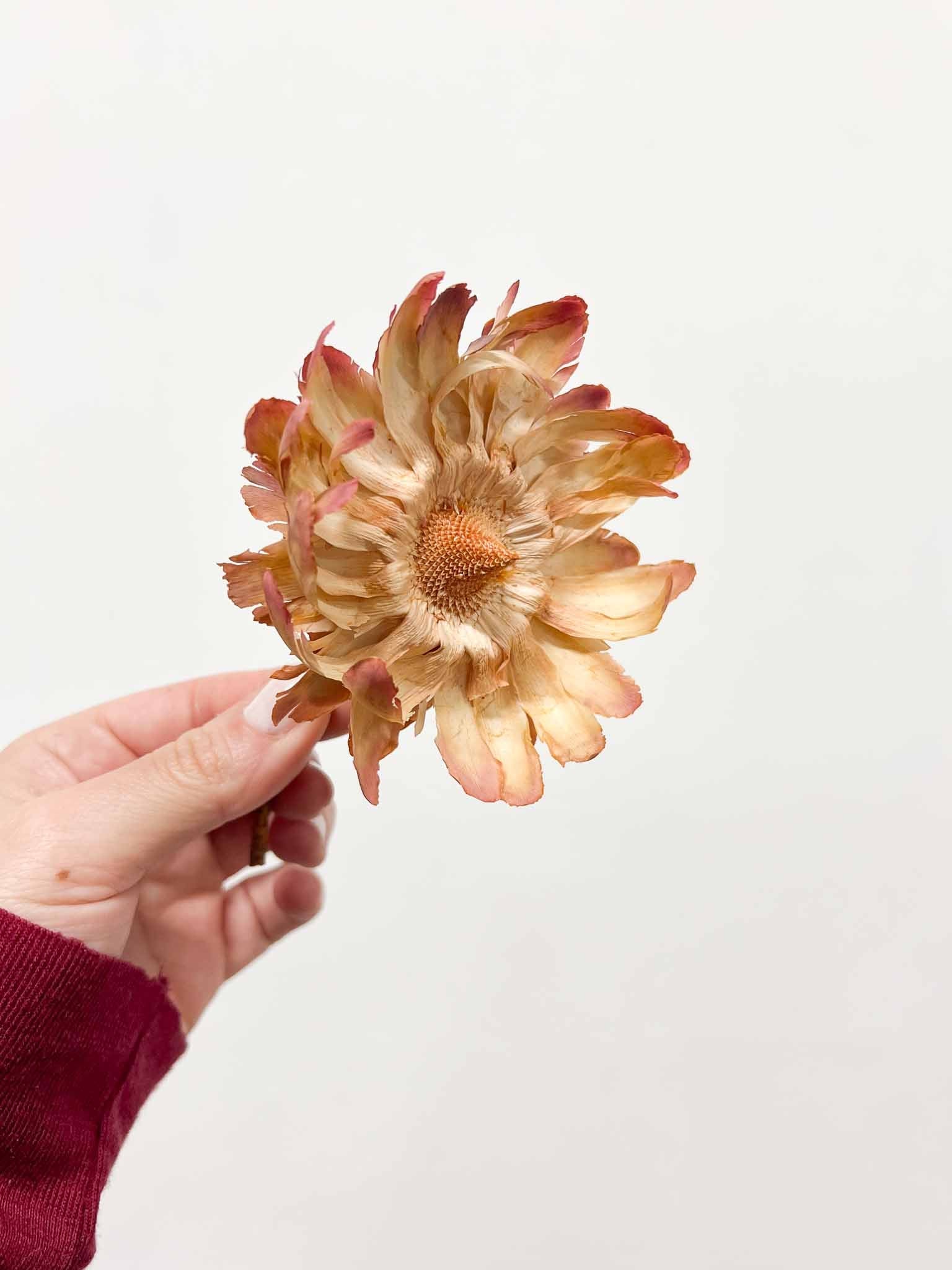 SUSANNA » 7 fiori di Sulphurea naturali - Bloomoon
