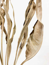 SVEVA » Strelitzia naturale essiccata - Bloomoon