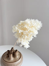 TALIA » Ortensia stabilizzata Paniculata Limelight stelo lungo bianca - Bloomoon