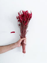 TAURO » Mazzo di Lagurus colorato bordeaux - Bloomoon